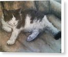 Kitty Kat - Canvas Print Discount